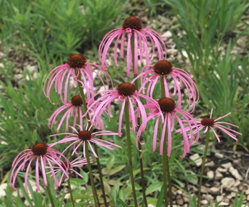 Glade coneflower (Echinacea simulata)